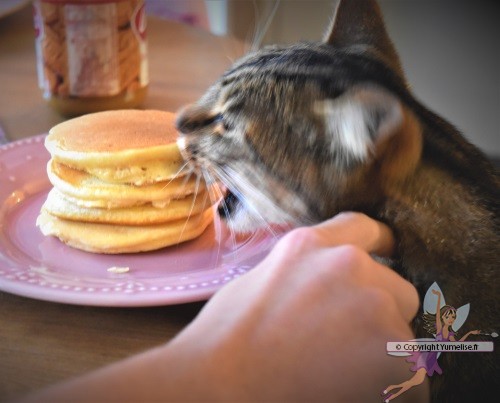 pancakes pour chat