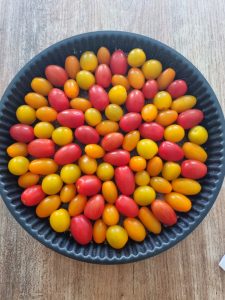 Tomates cerises de différentes couleurs